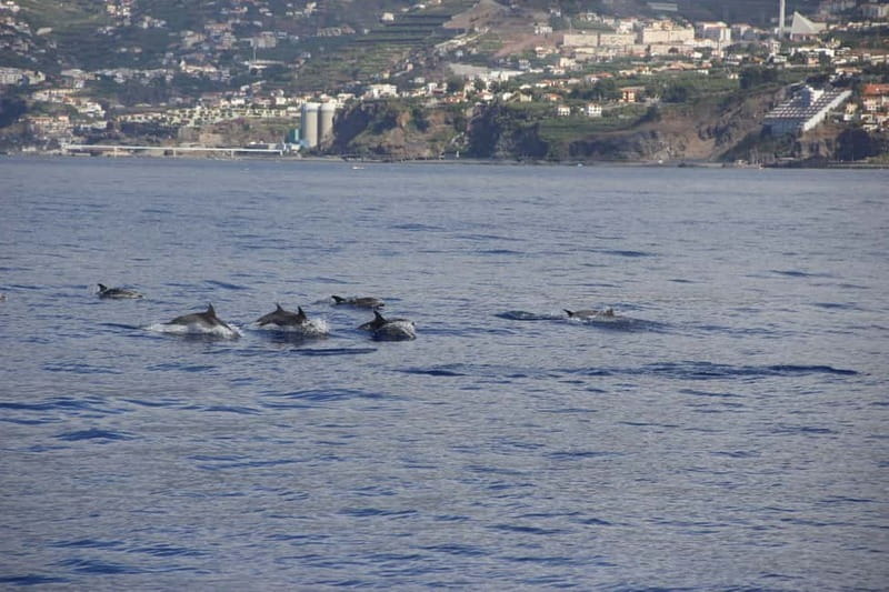 Funchal:Hop-on Hop-off Bus & Whale & Dolphin boat Excursion - The catamaran view of Funchal Bay