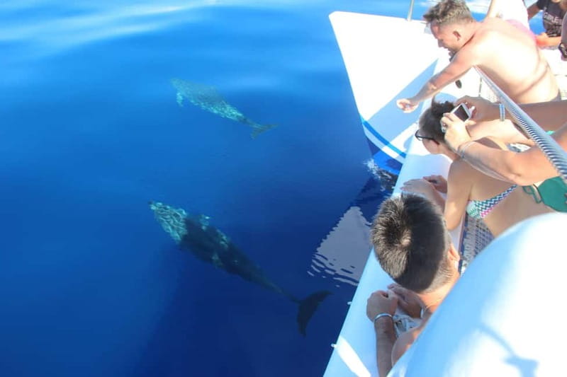Funchal:Hop-on Hop-off Bus & Whale & Dolphin boat Excursion - The included wine and embroidery visits