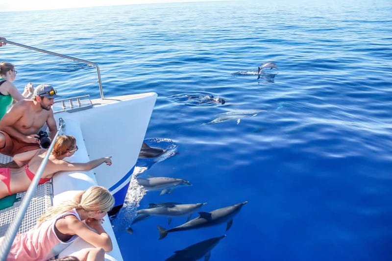 Funchal:Hop-on Hop-off Bus & Whale & Dolphin boat Excursion - Start at Avenida do Mar, then get oriented