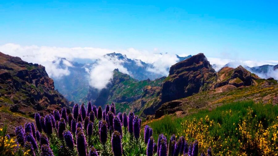 Funchal: Pico Arieiro, Cristo Rei and Dolphins Watching - What the $104 price really buys you