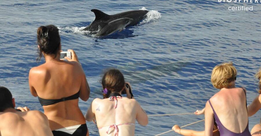 Funchal: Pico Arieiro, Cristo Rei and Dolphins Watching - Pico do Arieiro at 1,818 metres is the visual highlight