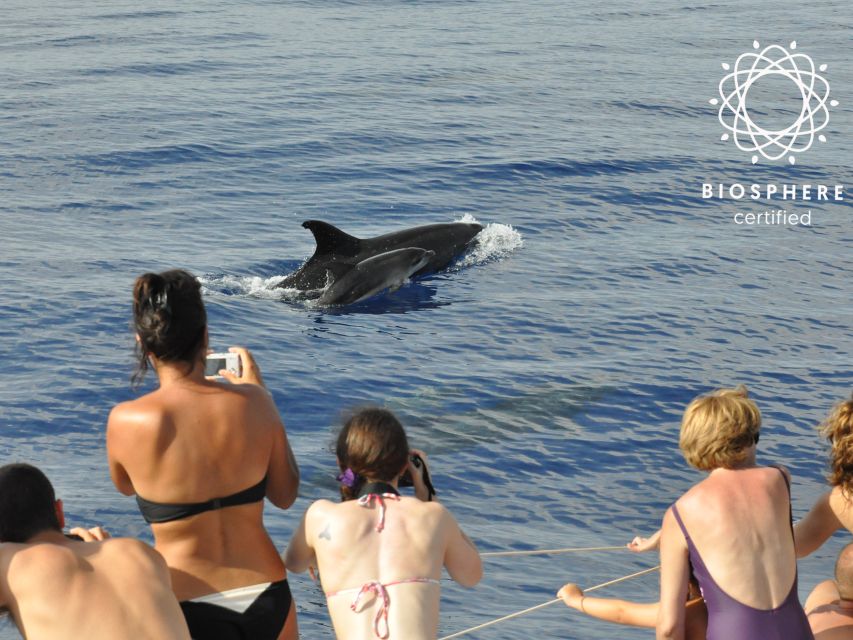 Funchal: Pico Arieiro, Cristo Rei and Dolphins Watching - Santa Cruz shows Madeira’s working countryside