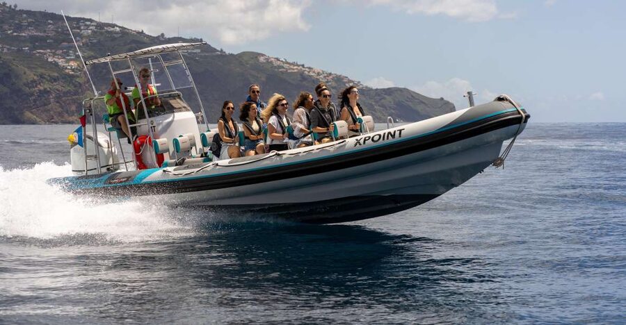 Funchal: RIB Whale Watching Cruise and Optional Dolphin Swim - What you can expect from dolphin and whale sightings