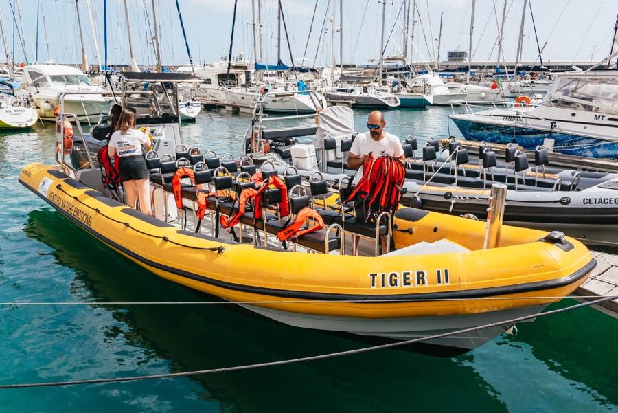 Funchal: Whale and Dolphin Watching Speed Boat Tour - Quick Reasons to Consider This Boat Trip