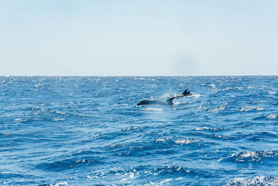Funchal: Whale and Dolphin Watching Speed Boat Tour - Booking Tips for a Better Day