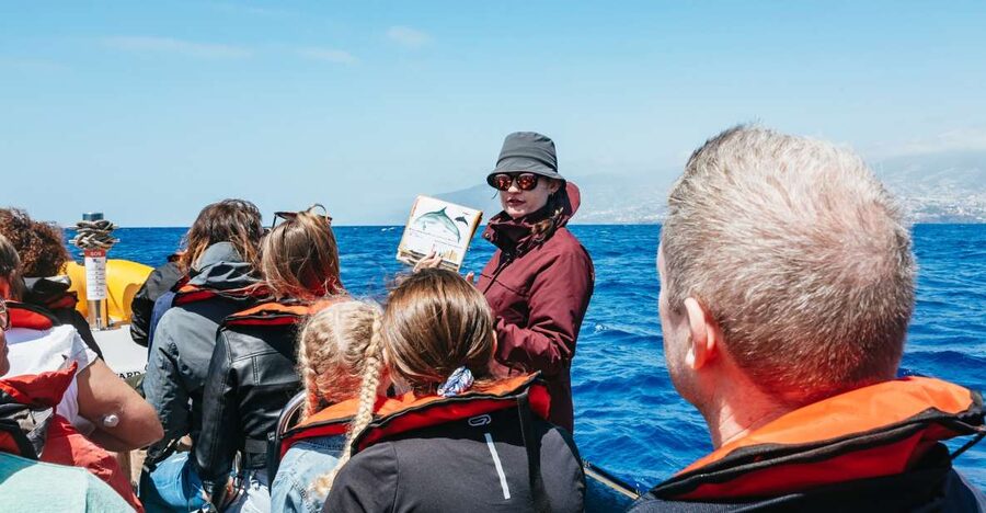 Funchal: Whale and Dolphin Watching Speed Boat Tour - Starting at Funchal Marina’s Pier 8