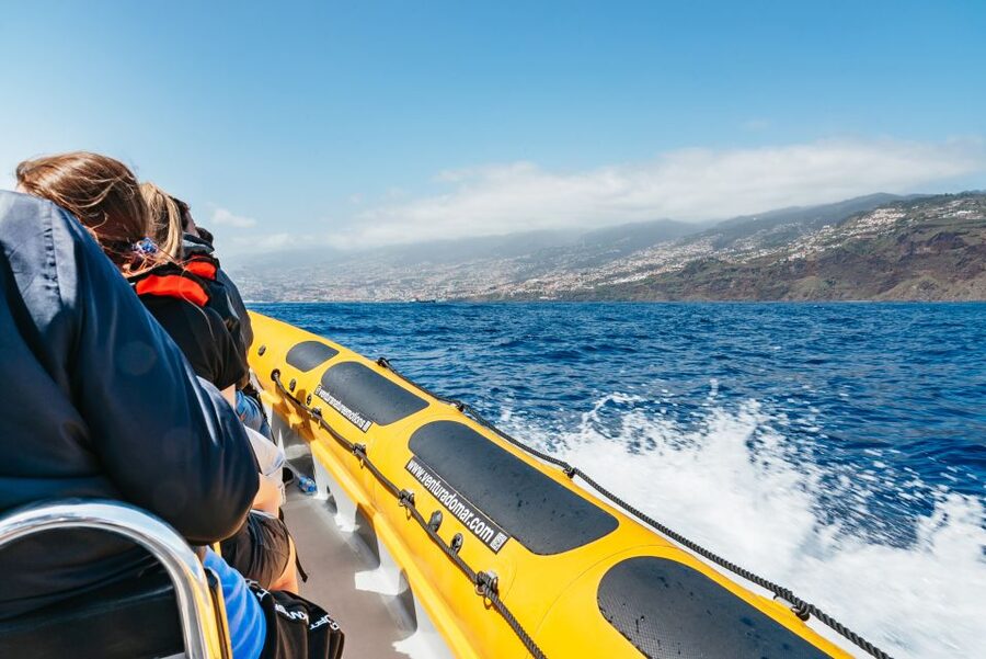 Funchal: Whale and Dolphin Watching Speed Boat Tour - What the Marine Biologist Adds