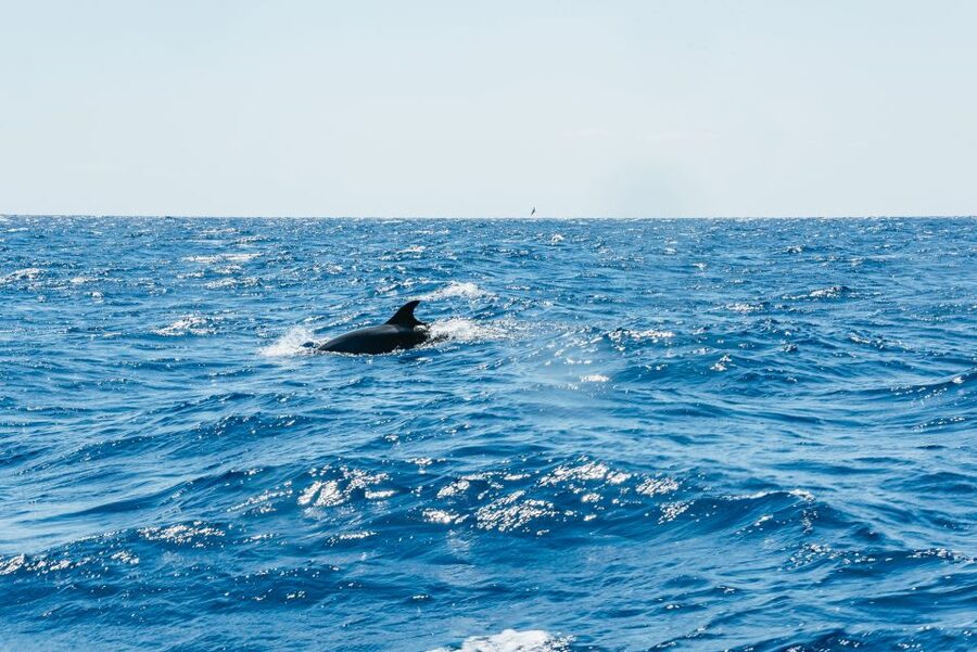 Funchal: Whale and Dolphin Watching Speed Boat Tour - Who Should Book This Madeira Wildlife Tour?
