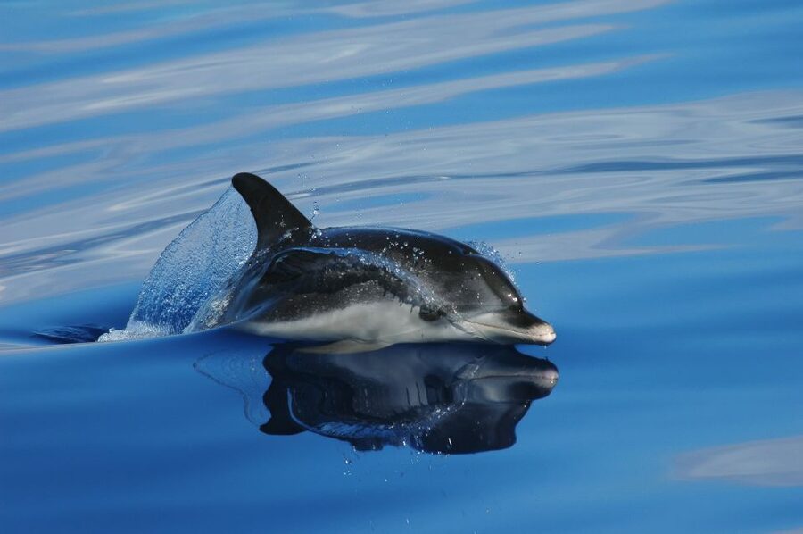 Funchal: Whale and Dolphin Watching Speed Boat Tour - Why the Speed Boat Changes the Experience
