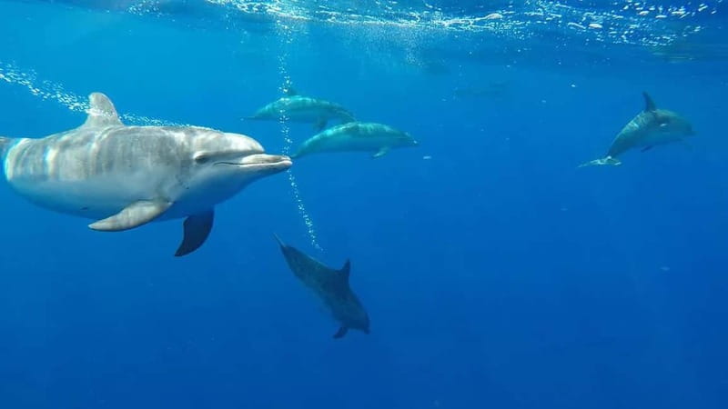 Funchal: Whale Watching and Swimming with Dolphins Cruise - Key points to know before you book