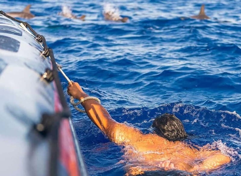 Funchal: Whale Watching and Swimming with Dolphins Cruise - Watching whales and dolphins in open water