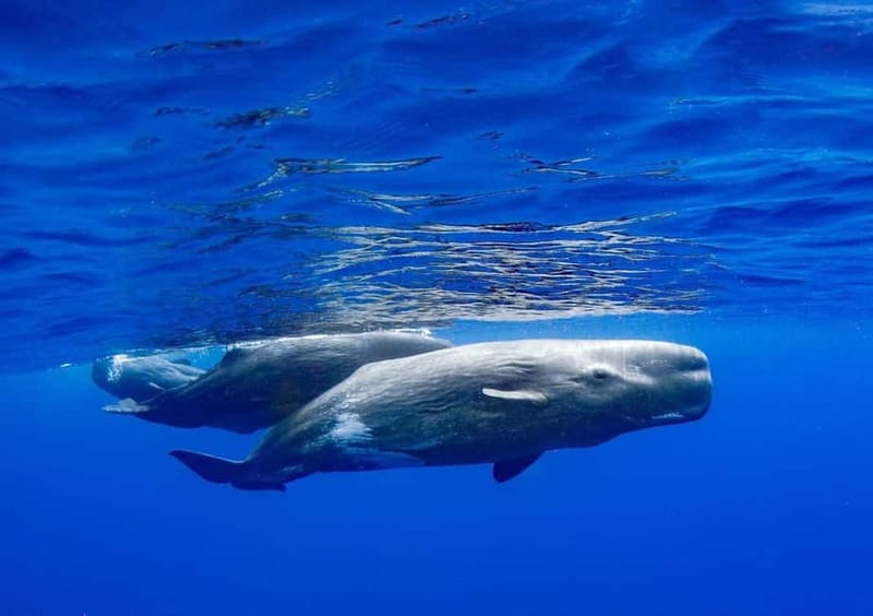 Funchal: Whale Watching and Swimming with Dolphins Cruise - What swimming with dolphins really means here