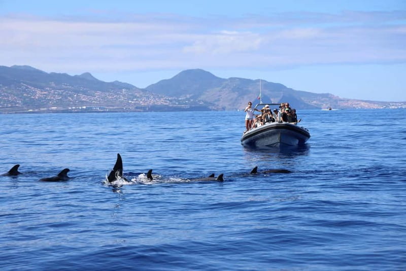 Funchal: Whale Watching and Swimming with Dolphins Cruise - Is $94 a fair price?