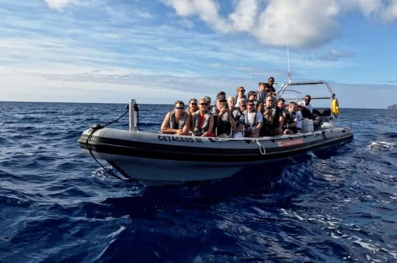Funchal: Whale Watching and Swimming with Dolphins Cruise - The return trip and the final impression