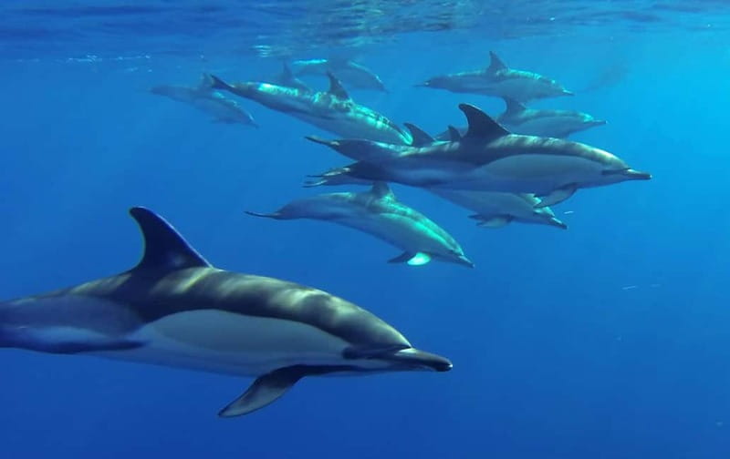 Funchal: Whale Watching and Swimming with Dolphins Cruise - Who will enjoy this Madeira cruise most?