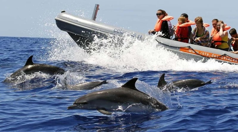 Funchal: Whale Watching and Swimming with Dolphins Cruise - Should you book the Rota dos Cetáceos cruise?