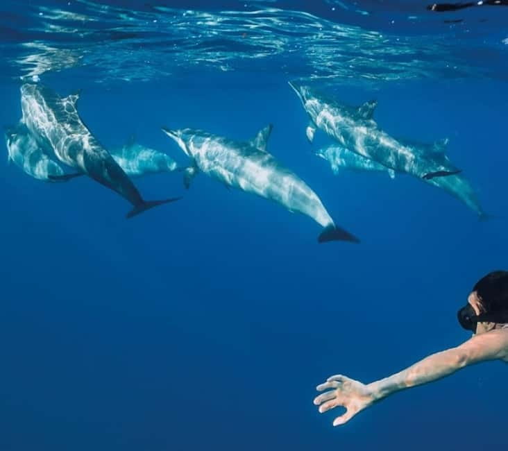 Funchal: Whale Watching and Swimming with Dolphins Cruise - The fast boat ride along Madeira’s coast