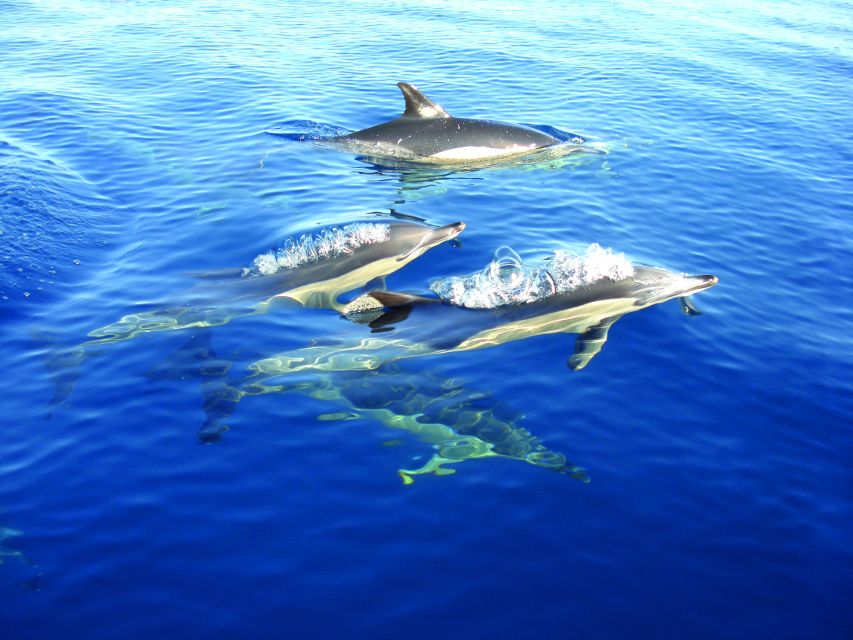 Fuzeta: Dolphin Observation Tour - Key points to know before booking