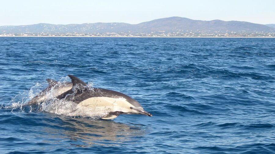 Fuzeta: Dolphin Observation Tour - Returning through the Ria Formosa