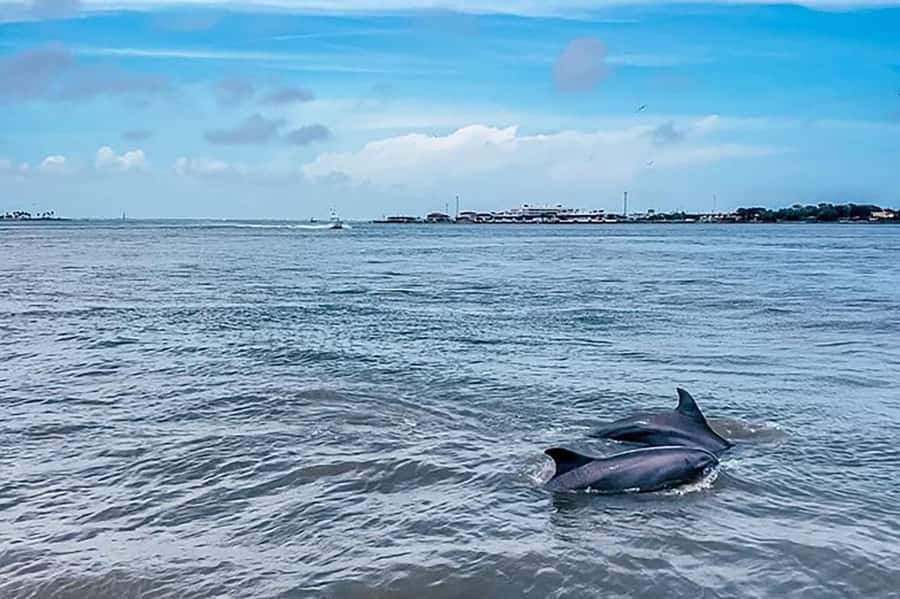 Galveston: Dolphin-Watching Cruise - Meeting at Pier 21 in Galveston