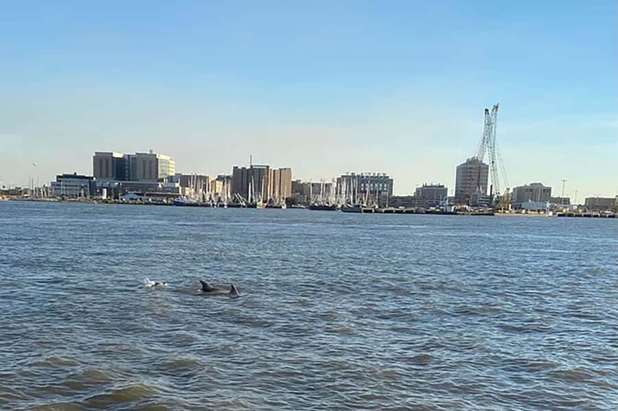 Galveston: Dolphin-Watching Cruise - Searching for dolphins across Galveston Bay