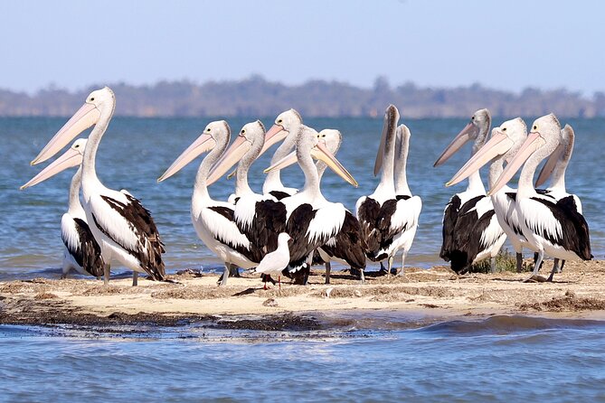 Giant and Dolphin Sightseeing Cruise in Mandurah - Who will enjoy this cruise most
