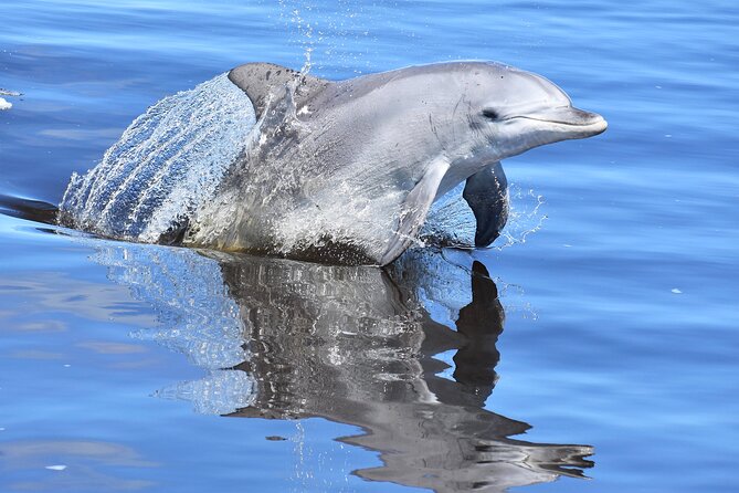 Giant and Dolphin Sightseeing Cruise in Mandurah - Creery Wetlands and the birdlife corridor