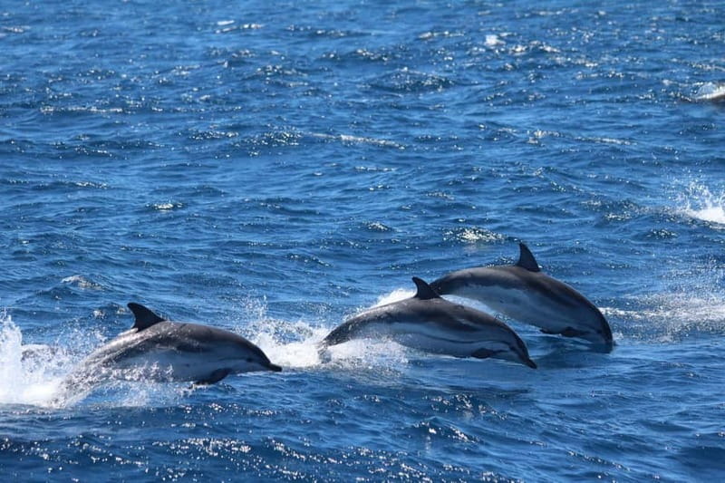 Giardini Naxos: Dolphin Catamaran Sunset Tour with Aperetif - The Ancient Naxos aperitif