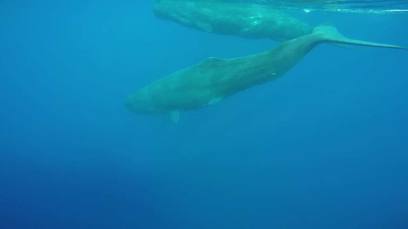 Giardini Naxos: Dolphin Catamaran Sunset Tour with Aperetif - How the three hours are paced