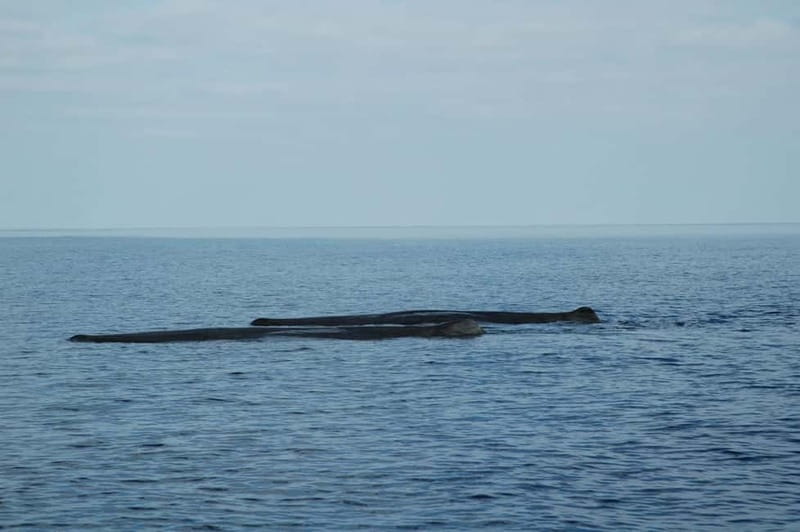 Giardini Naxos: Dolphin Catamaran Sunset Tour with Aperetif - Weather, cancellations, and practical choices