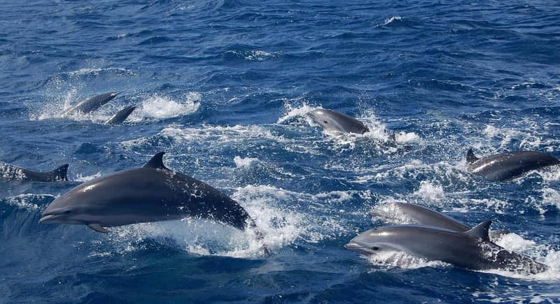 Giardini Naxos: Dolphin Catamaran Sunset Tour with Aperetif - Should you book the Giardini Naxos sunset catamaran?