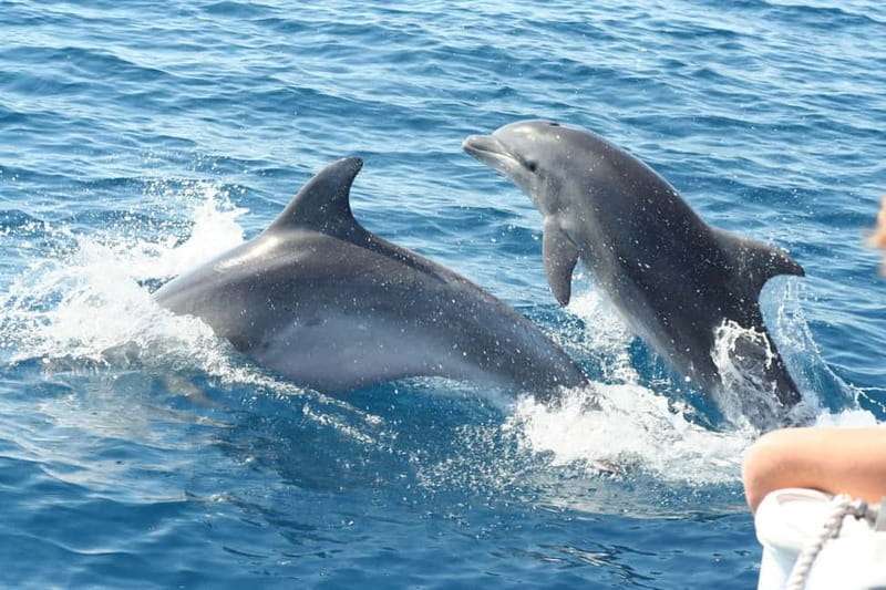 Giardini Naxos: Dolphin Catamaran Sunset Tour with Aperetif - The coast of myths, from caves to Isola Bella