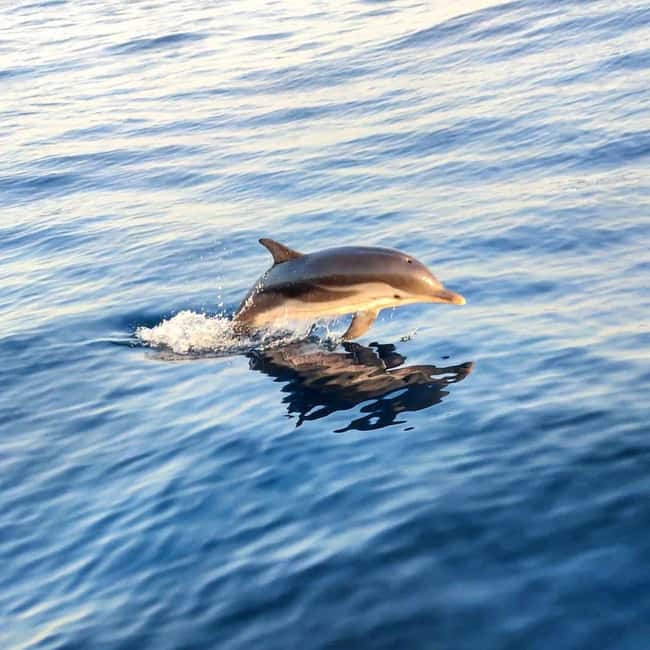 Giardini Naxos: Dolphin Searching Sunset Boat Tour - Key points to know before booking