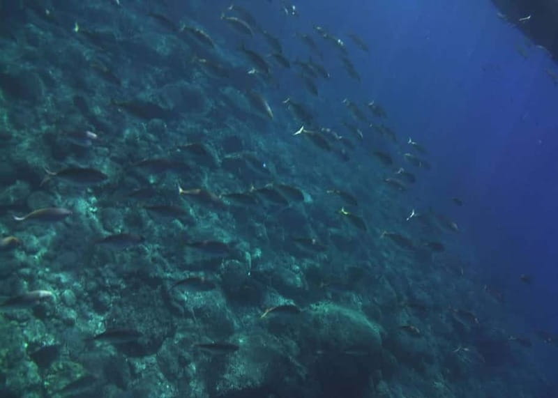 Giardini Naxos Taormina: Dolphin Watching Sunset Tour - Searching for dolphins in open water