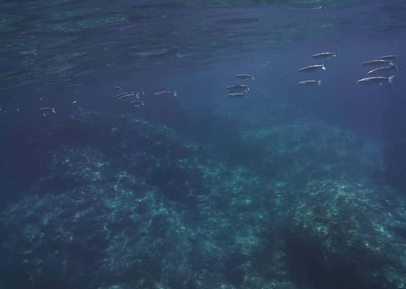 Giardini Naxos Taormina: Dolphin Watching Sunset Tour - Who will enjoy the Kristal boat trip?