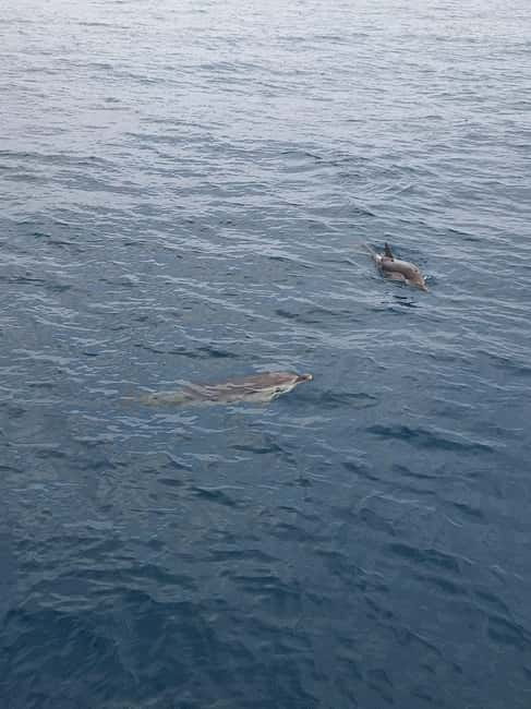 Giardini Naxos Taormina: Dolphin Watching Sunset Tour - Isola Bella and the first sea stop