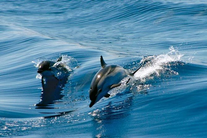 Gibraltar Dolphin Adventure - Why this short dolphin trip works well in Gibraltar