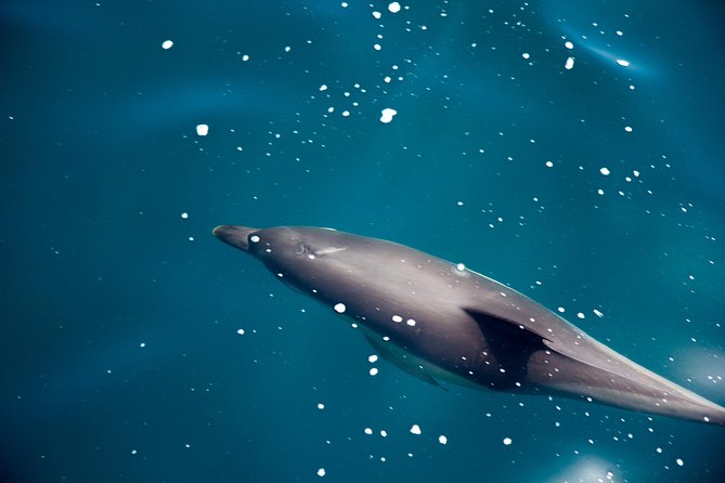 Gibraltar Dolphin Adventure - From Marina Bay to open water