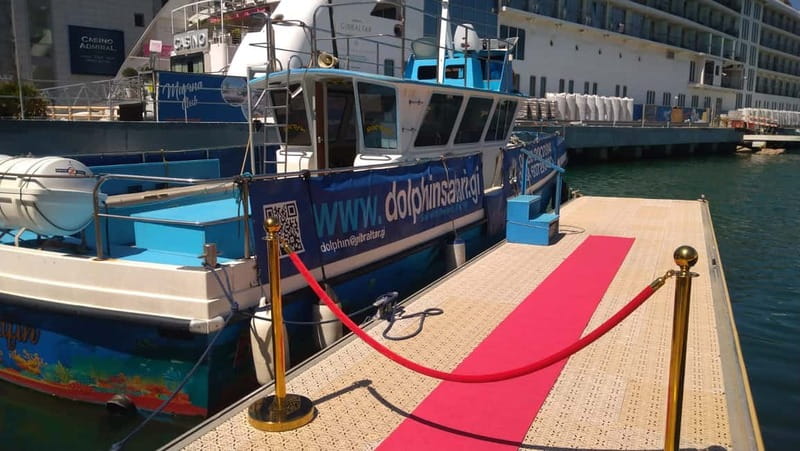 Gibraltar: Dolphin Watching Boat Tour - Key points to know before you book