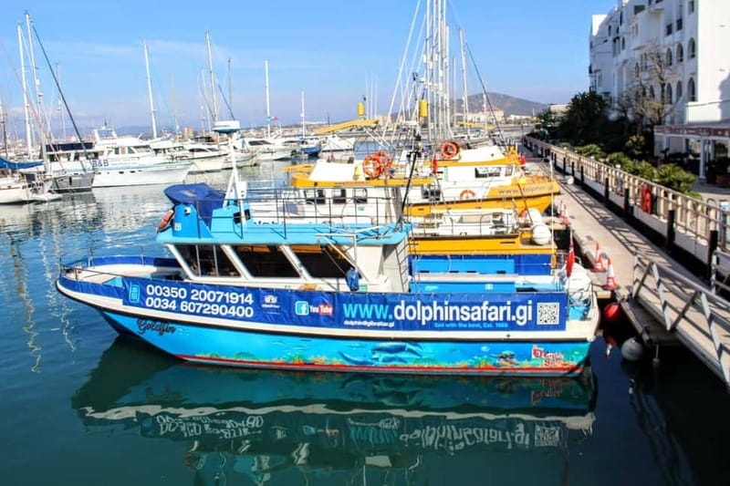 Gibraltar: Dolphin Watching Boat Tour - Setting out from Marina Bay