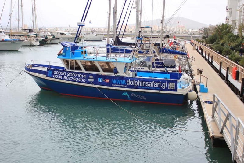 Gibraltar: Dolphin Watching Boat Tour - Dolphins first, whales only as a bonus