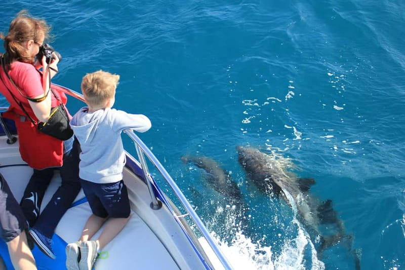 Gibraltar: Dolphin Watching Boat Tour - Why the small group matters