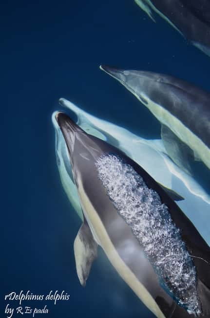 Gibraltar: Dolphin Watching Tour - Key points before you book