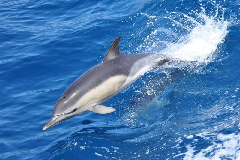 Gibraltar: Dolphin Watching Tour - Why Gibraltar is such a good place for dolphin watching