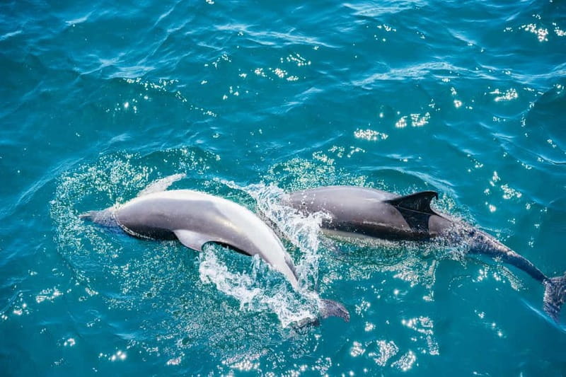 Gibraltar: Dolphin Watching Tour - The 75-minute route from Marina Bay