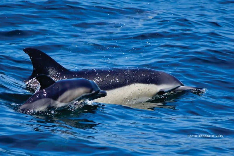 Gibraltar: Dolphin Watching Tour - Marina Bay is an easy starting point