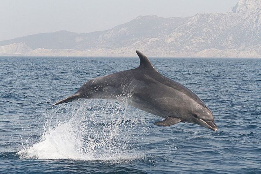 Gibraltar Dolphins Watching Day Trip from Seville - Key things to know before booking