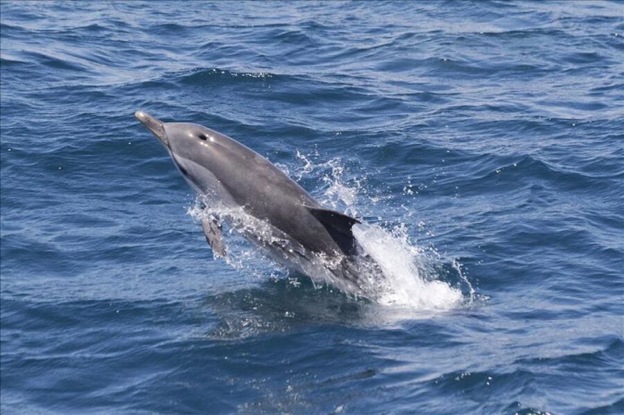 Gibraltar Dolphins Watching Day Trip from Seville - Boarding the dolphin boat near Tarifa