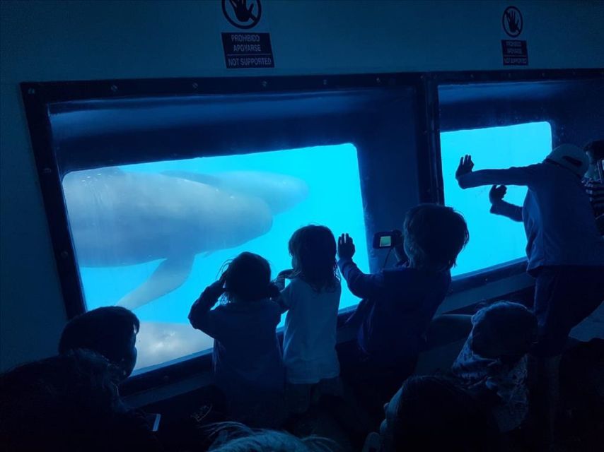 Gibraltar Dolphins Watching Day Trip from Seville - Free time in Gibraltar City