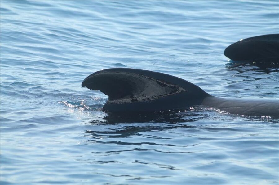 Gibraltar Dolphins Watching Day Trip from Seville - Guide support and language options
